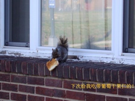 squirrel_eating-bread