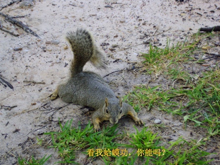 squirrel_lying-on-grass